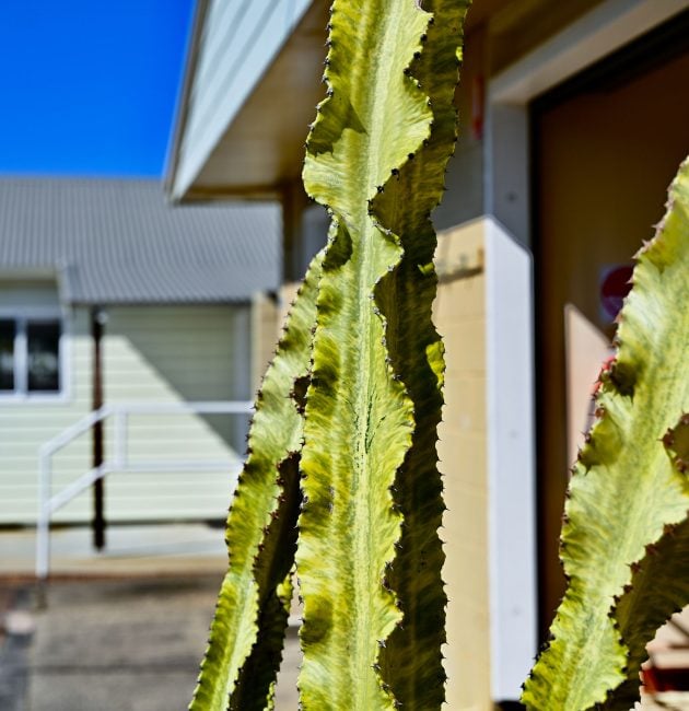 A small, light-coloured house with a dark grey corrugated roof and a white railing is visible behind the cactus on the left.